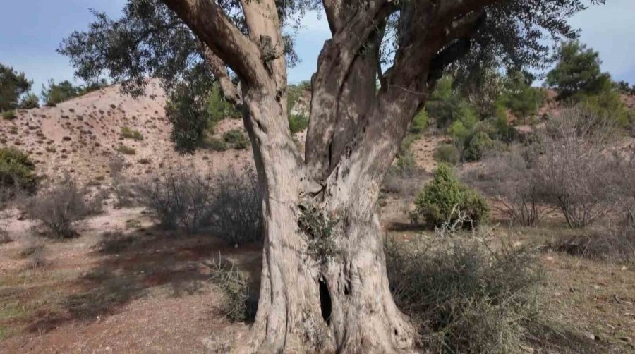 Köklerini 8 Asırdır Eskişehir Topraklarına Salan Zeytin Ağacı Özenle Korunuyor