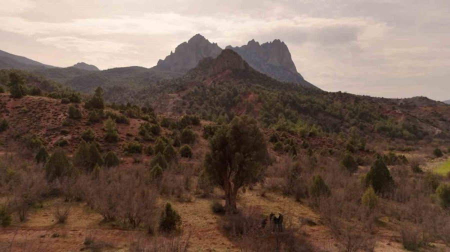 Köklerini 8 Asırdır Eskişehir Topraklarına Salan Zeytin Ağacı Özenle Korunuyor