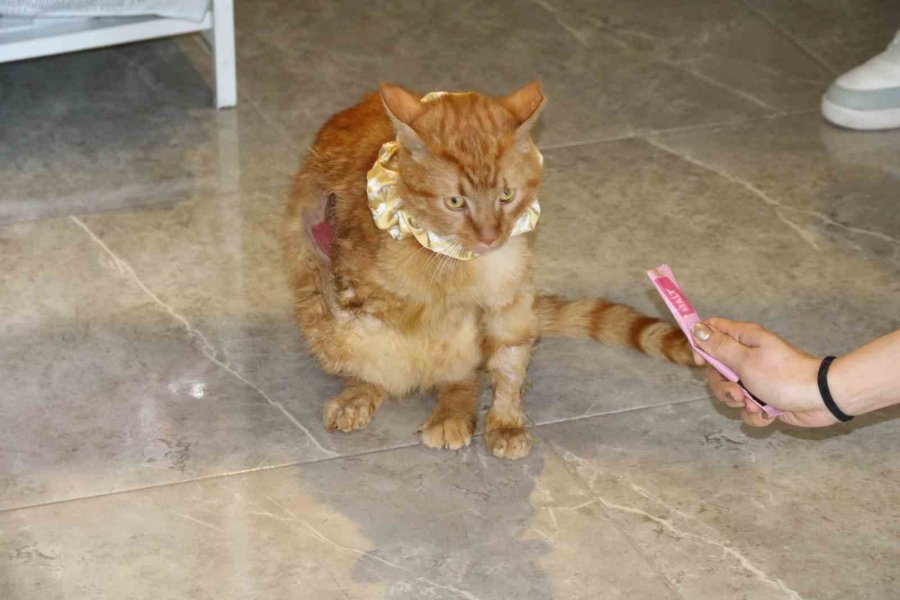 Sıkıştığı Motorda Bir Ayağını Kaybeden Kediyi Üniversite Öğrencisi Sahiplendi