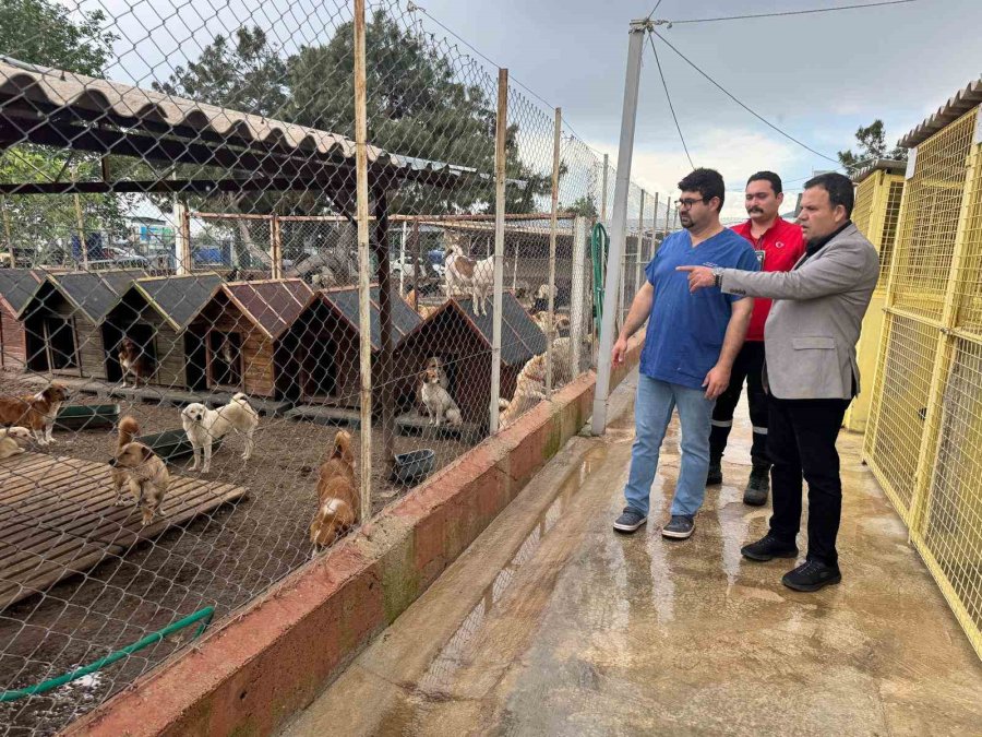 Kemer’de Sokak Hayvanlarına Destek Çağrısı