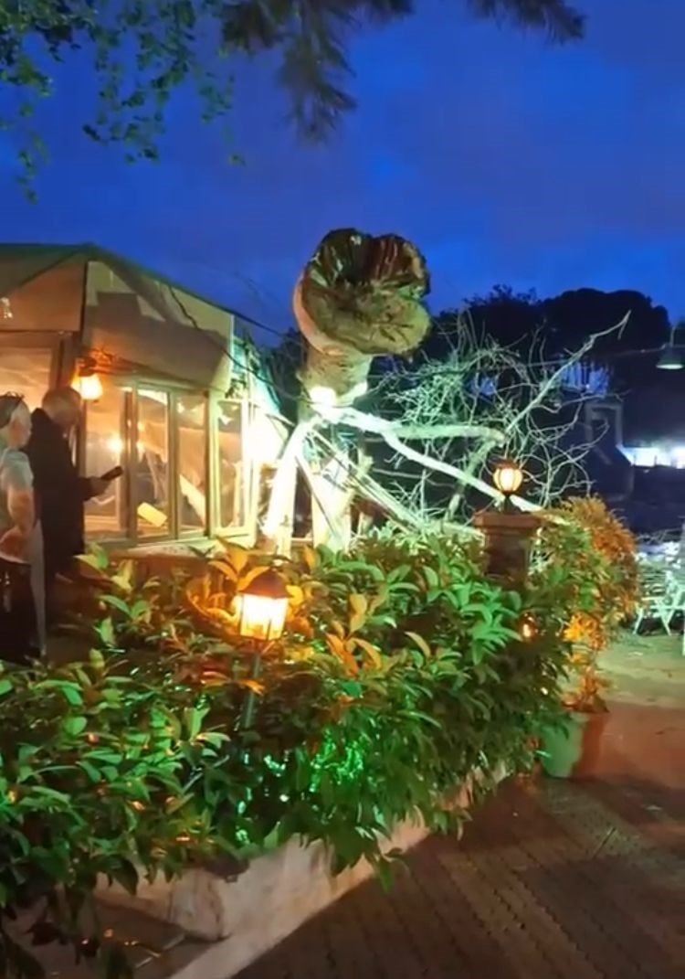 Devasa Ağaç Yıkıldı, 2 Kişi Hafif Yaralandı