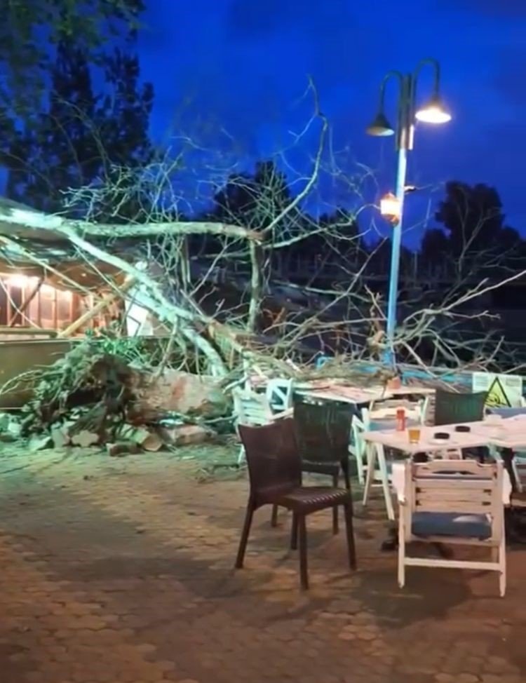 Devasa Ağaç Yıkıldı, 2 Kişi Hafif Yaralandı