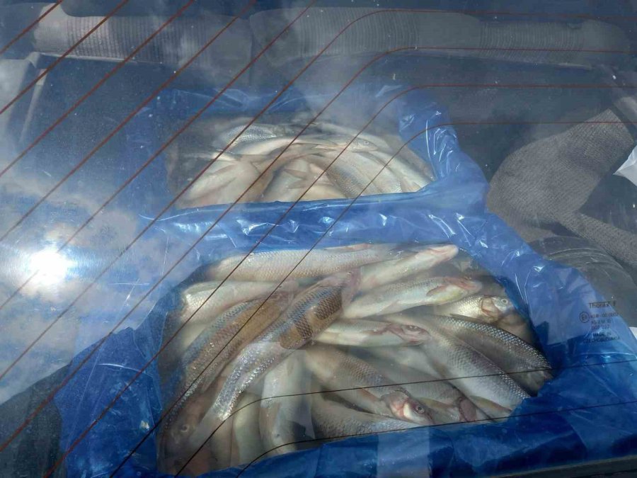 Alanya’da 85 Kilo Kokmuş Balık İmha Edildi