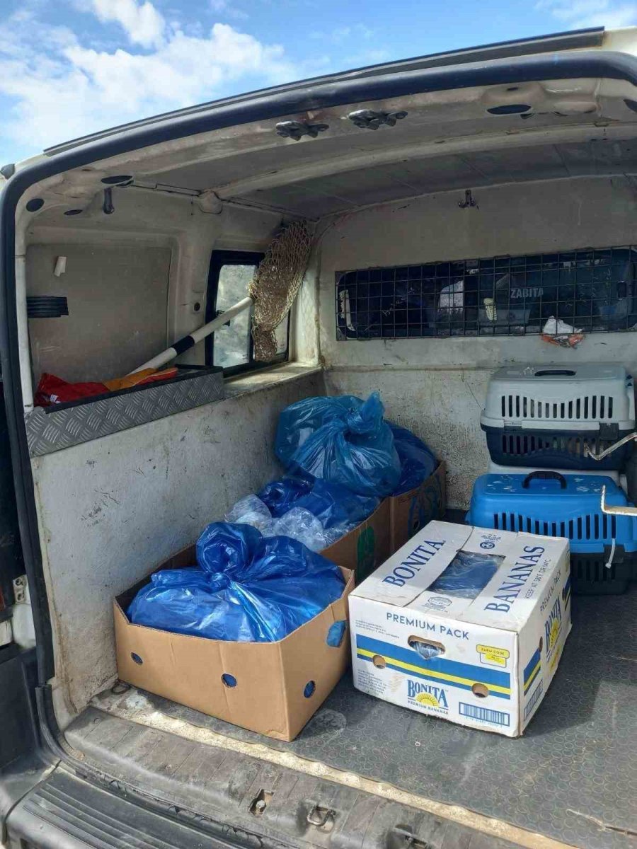 Alanya’da 85 Kilo Kokmuş Balık İmha Edildi