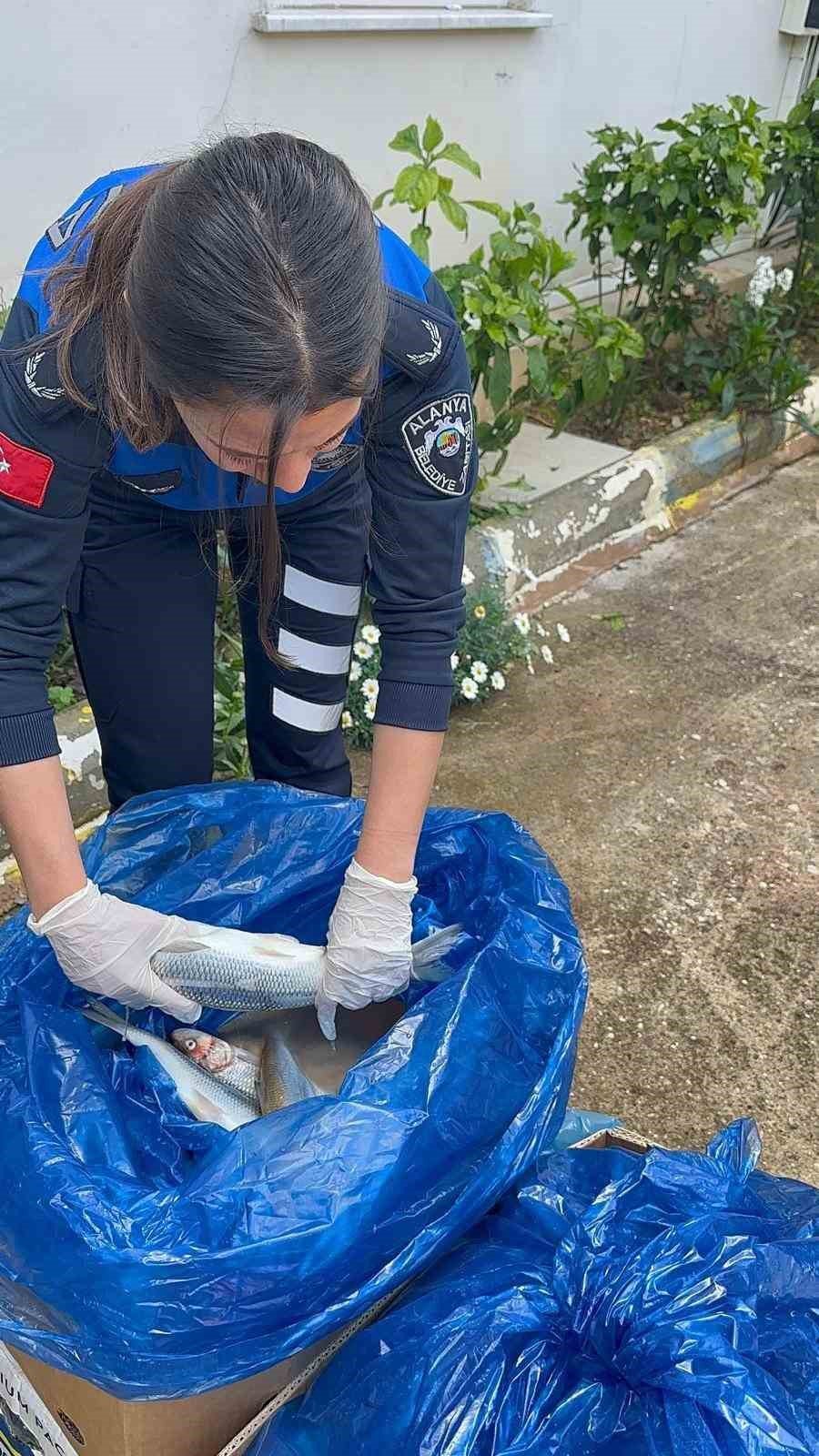 Alanya’da 85 Kilo Kokmuş Balık İmha Edildi