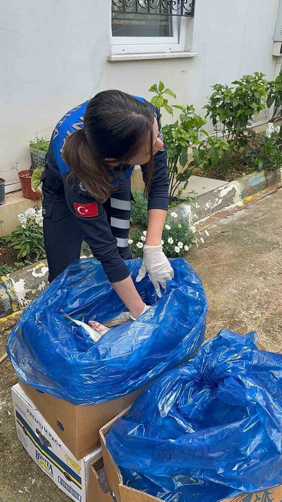 Alanya’da 85 Kilo Kokmuş Balık İmha Edildi