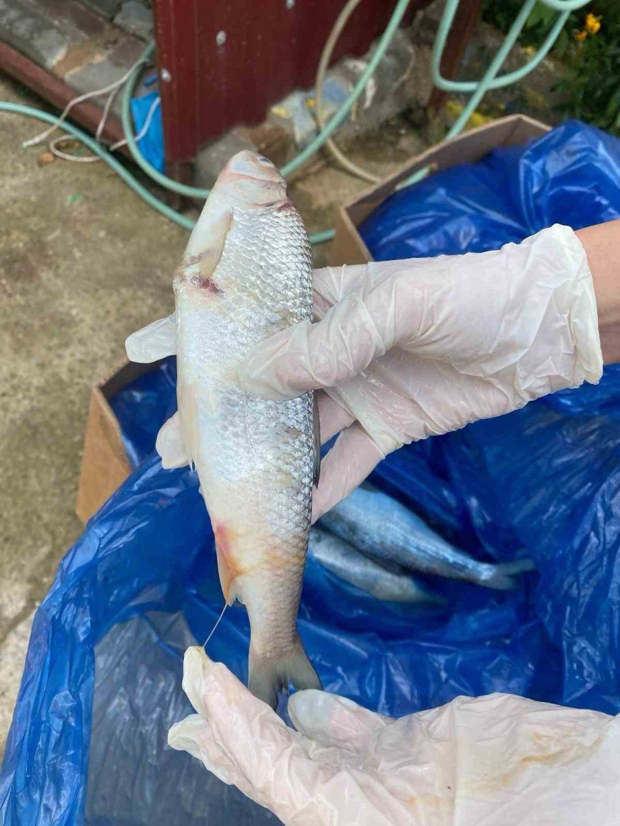 Alanya’da 85 Kilo Kokmuş Balık İmha Edildi