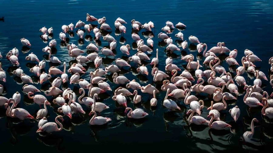 Akkaya Barajı Flamingoların Gelişi İle Görsel Şölen Sunuyor
