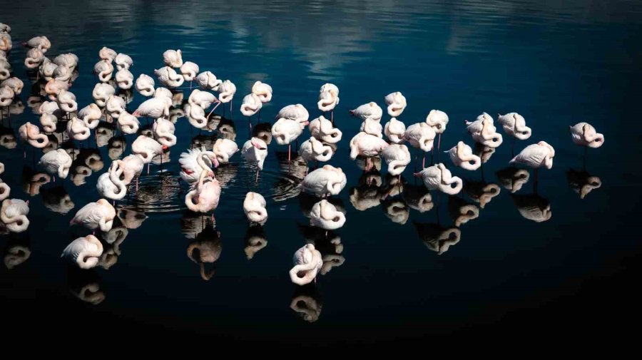 Akkaya Barajı Flamingoların Gelişi İle Görsel Şölen Sunuyor