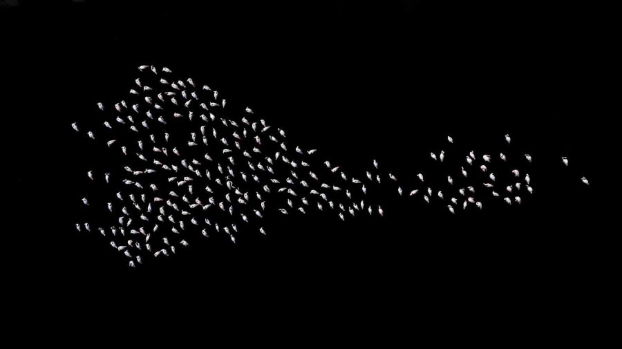 Akkaya Barajı Flamingoların Gelişi İle Görsel Şölen Sunuyor