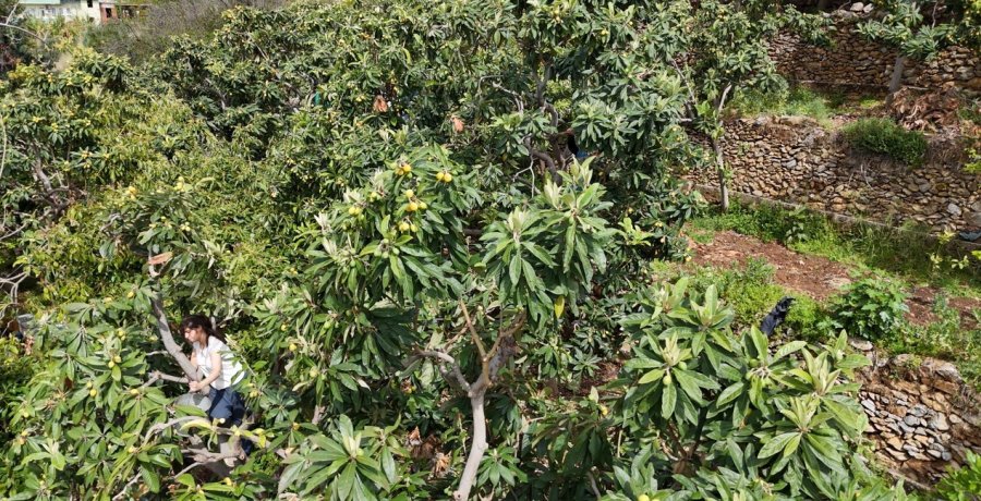 Alanya’da Muşmula Hasadı Başladı