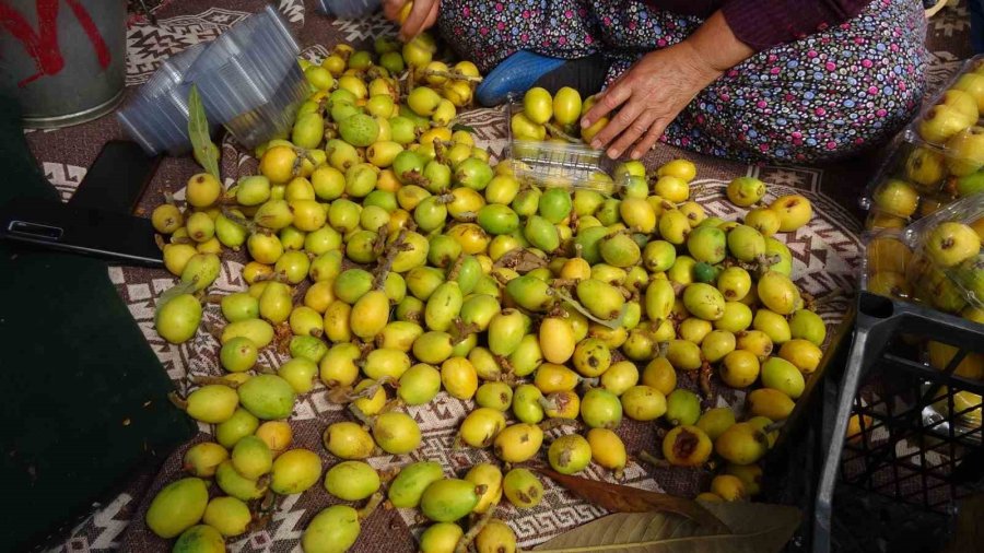 Alanya’da Muşmula Hasadı Başladı