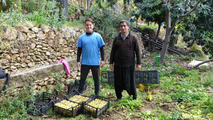 Alanya’da Muşmula Hasadı Başladı