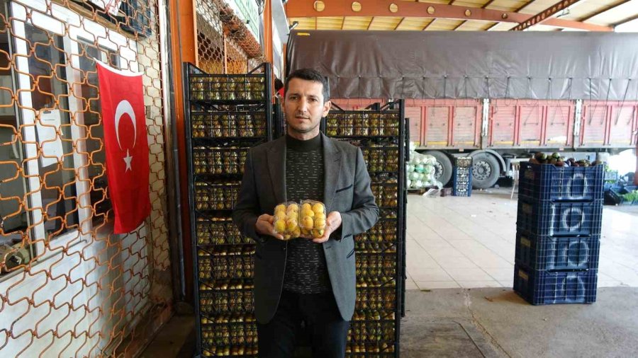 Alanya’da Muşmula Hasadı Başladı