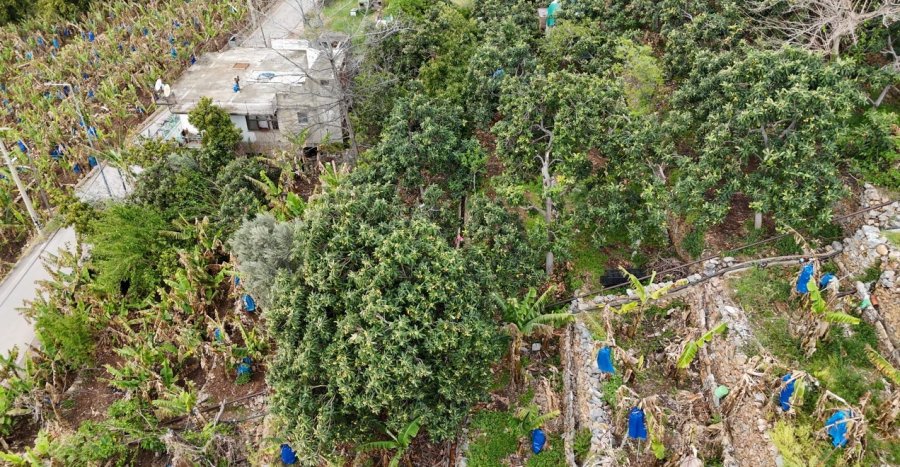 Alanya’da Muşmula Hasadı Başladı