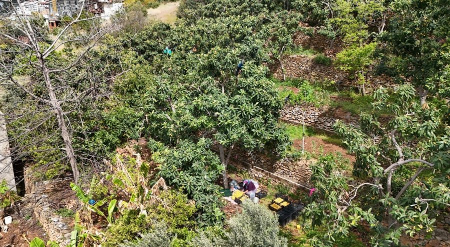 Alanya’da Muşmula Hasadı Başladı