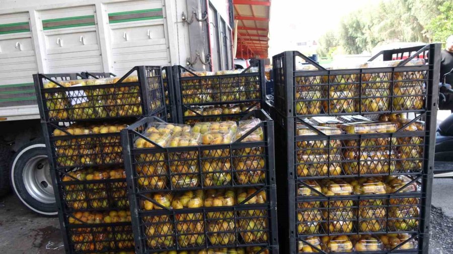 Alanya’da Muşmula Hasadı Başladı