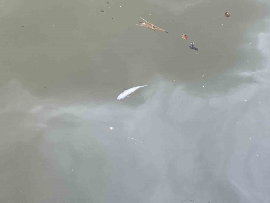 Porsuk Çayı’nda Ölen Balıklar Su Yüzeyine Vurdu