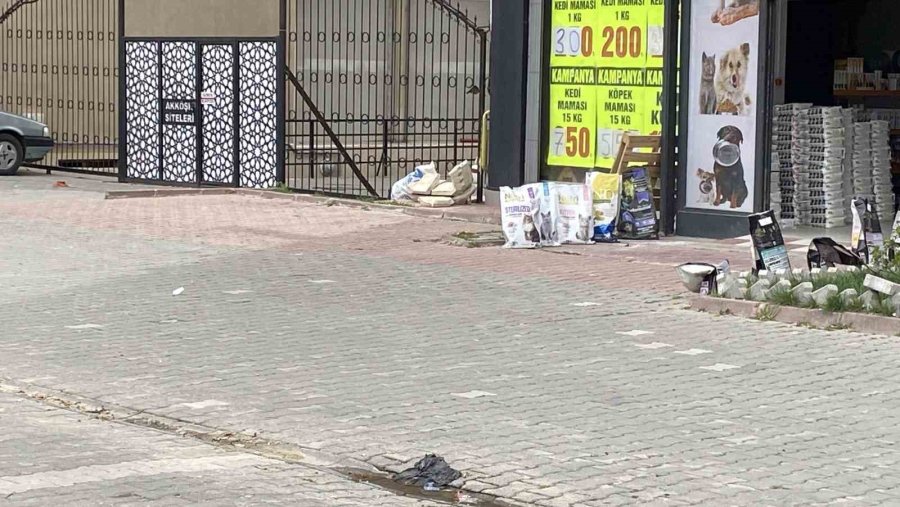 Konya’da Sahipsiz Köpekler Kediyi Parçaladı