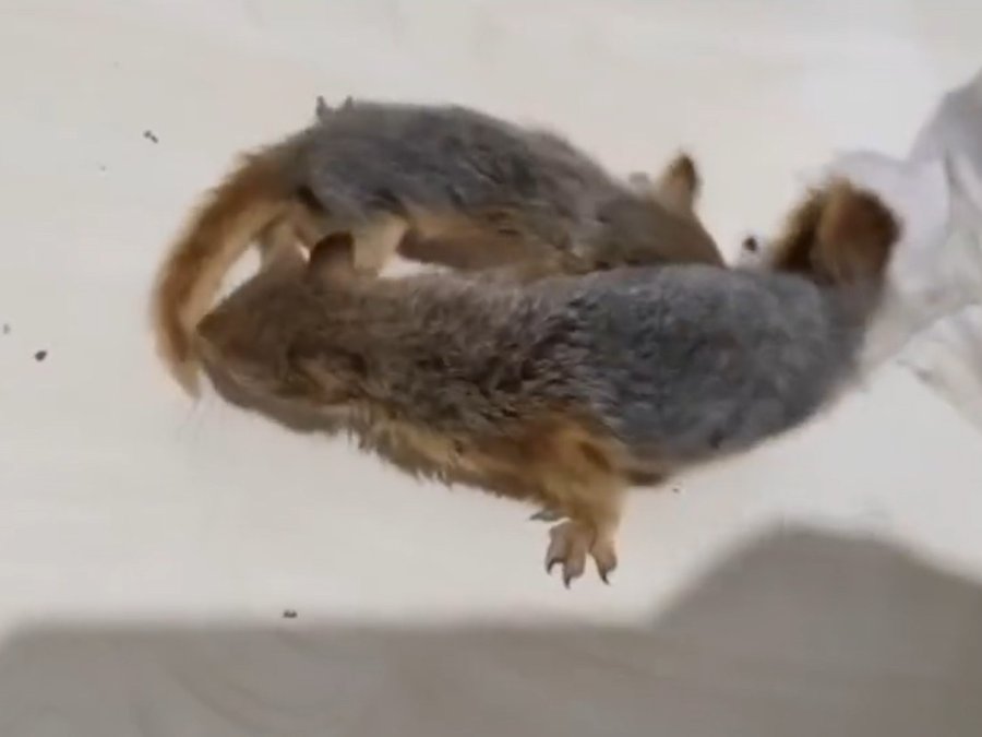 Antalya’da 2 Yavru Sincap Otogar Kargosunda Yakalandı