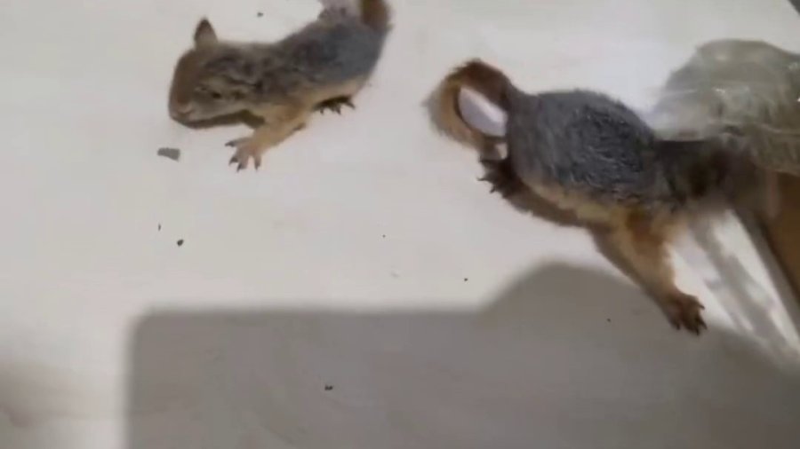 Antalya’da 2 Yavru Sincap Otogar Kargosunda Yakalandı