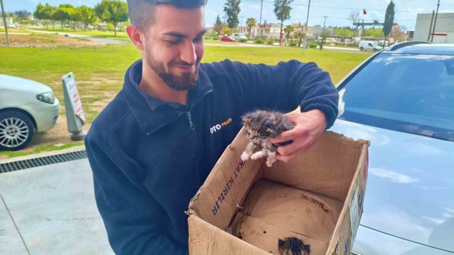 Aracın Motoruna Giren Yavru Kedileri Telefondan Kedi Sesi Açarak Çıkarmaya Çalıştılar