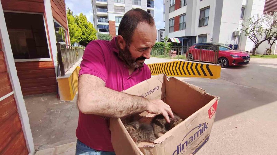 Aracın Motoruna Giren Yavru Kedileri Telefondan Kedi Sesi Açarak Çıkarmaya Çalıştılar