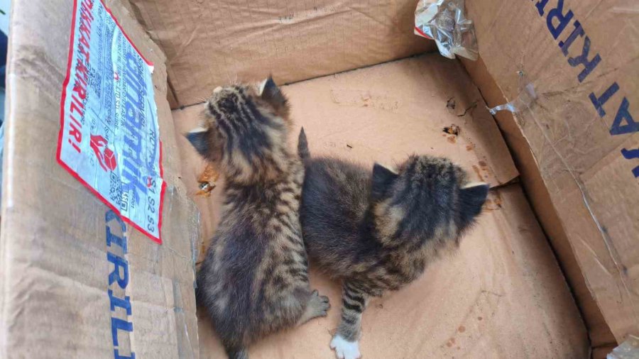 Aracın Motoruna Giren Yavru Kedileri Telefondan Kedi Sesi Açarak Çıkarmaya Çalıştılar