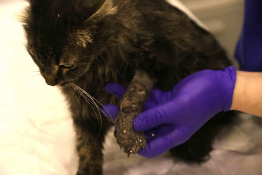 Lastikle Patisi Bağlanan Kedi Ayağını Kaybedebilir