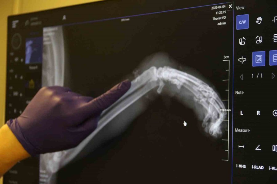 Lastikle Patisi Bağlanan Kedi Ayağını Kaybedebilir