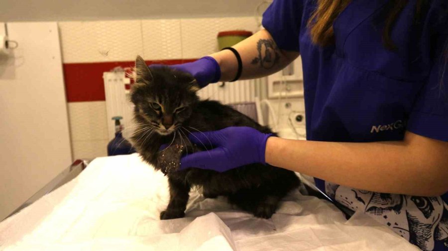 Lastikle Patisi Bağlanan Kedi Ayağını Kaybedebilir