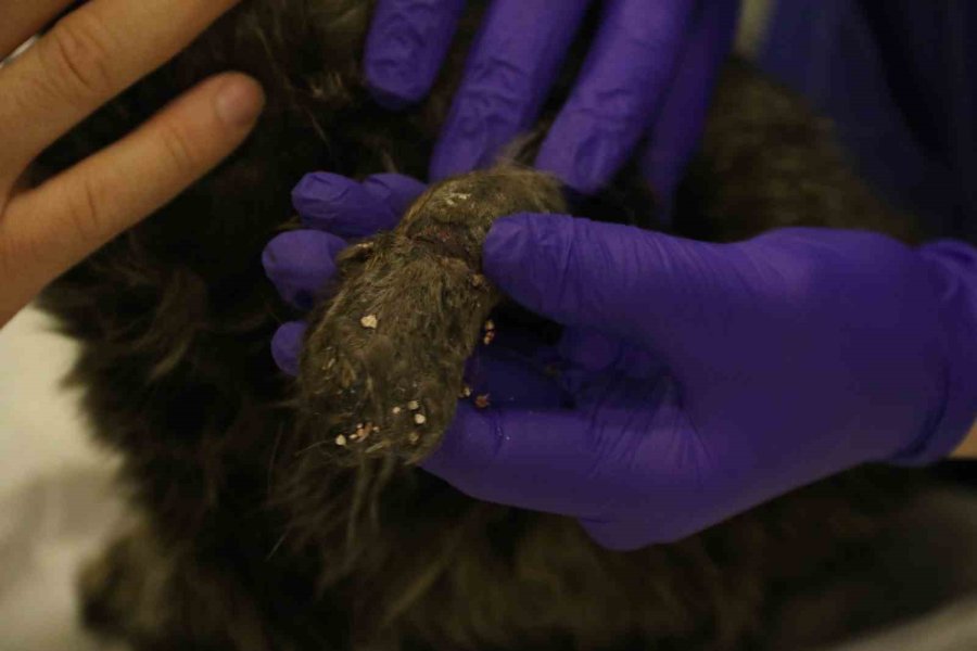 Lastikle Patisi Bağlanan Kedi Ayağını Kaybedebilir