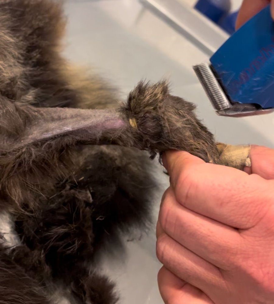 Lastikle Patisi Bağlanan Kedi Ayağını Kaybedebilir