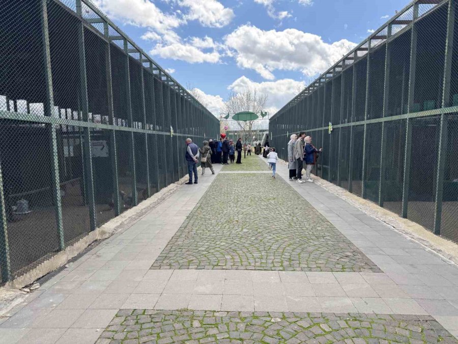 Hayvanat Bahçesini Bayramda 64 Bin Kişi Ziyaret Etti