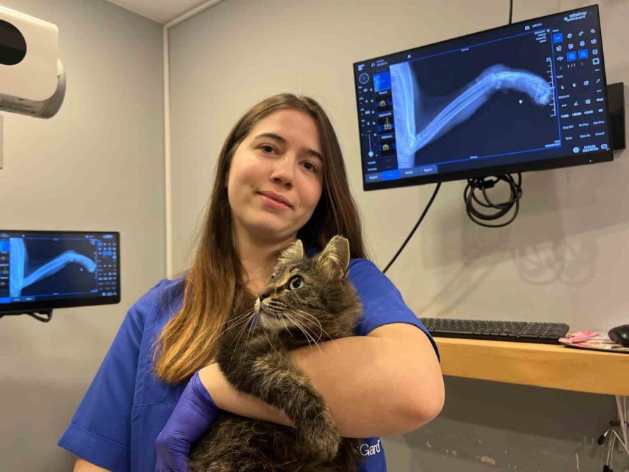 Lastikle Patisi Bağlanan Kedi Ayağını Kaybedebilir