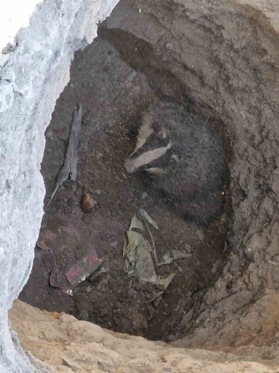 Çobanlar İhbar Etti, Kuyudaki Porsuk Kurtarıldı