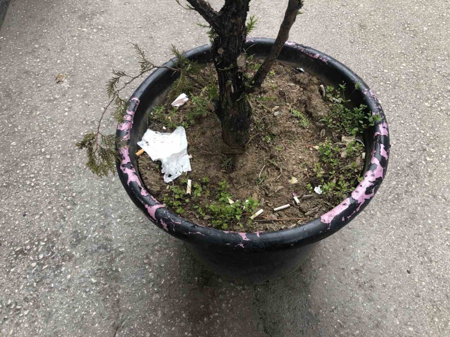 Vatandaşlar Ceza Ödememek İçin Çözümü Saksıda Buldu