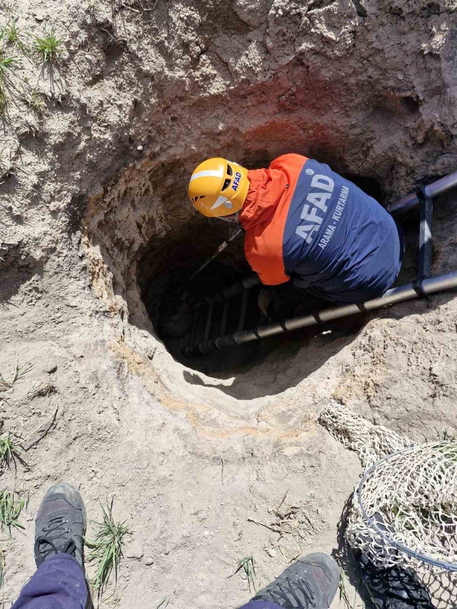 Çobanlar İhbar Etti, Kuyudaki Porsuk Kurtarıldı