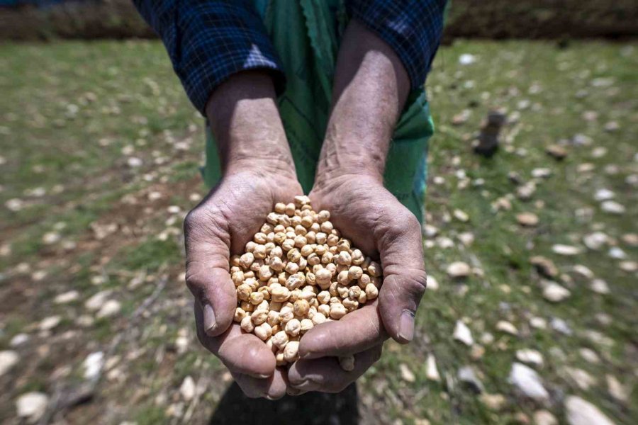 Mersin’de ’atalık Nohut’ Gelecek Nesillere Aktarılıyor