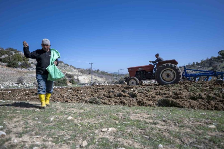 Mersin’de ’atalık Nohut’ Gelecek Nesillere Aktarılıyor