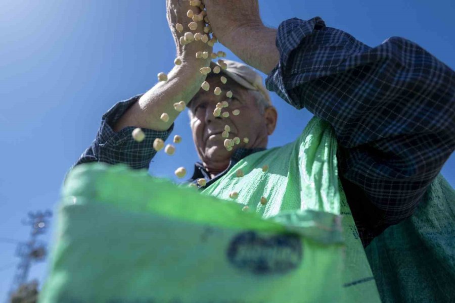 Mersin’de ’atalık Nohut’ Gelecek Nesillere Aktarılıyor