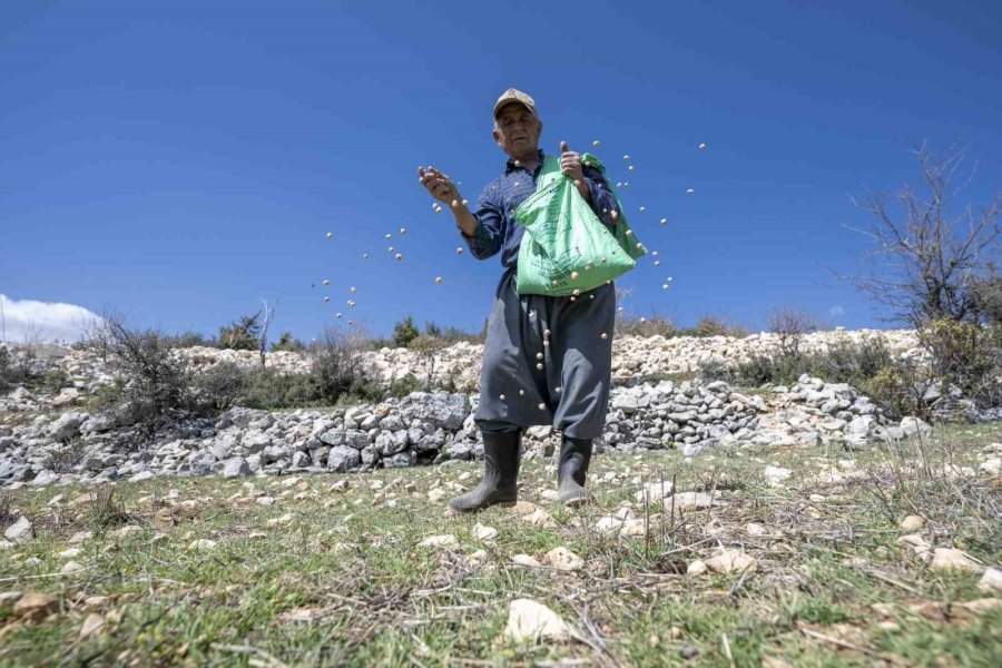 Mersin’de ’atalık Nohut’ Gelecek Nesillere Aktarılıyor