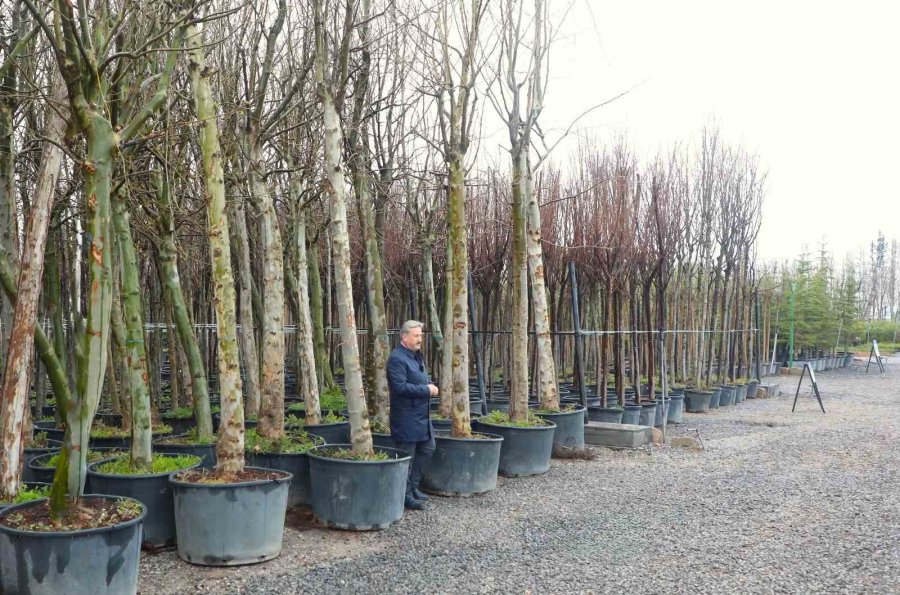 Melikgazi, Dev Çınar Ağaçları İle Geleceğe En Büyük Mirası Bırakacak