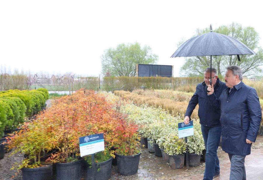 Melikgazi, Dev Çınar Ağaçları İle Geleceğe En Büyük Mirası Bırakacak