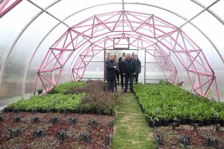 Melikgazi, Dev Çınar Ağaçları İle Geleceğe En Büyük Mirası Bırakacak