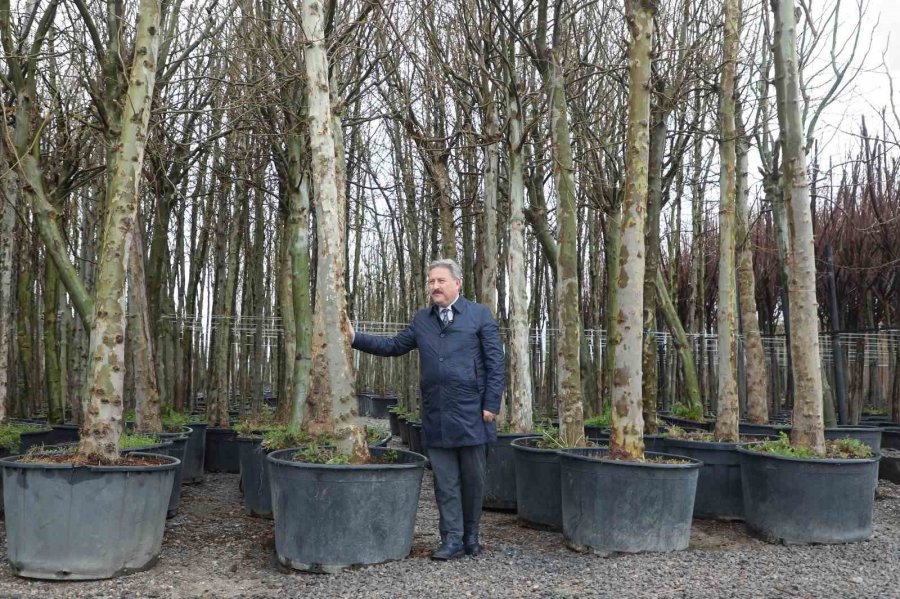 Melikgazi, Dev Çınar Ağaçları İle Geleceğe En Büyük Mirası Bırakacak