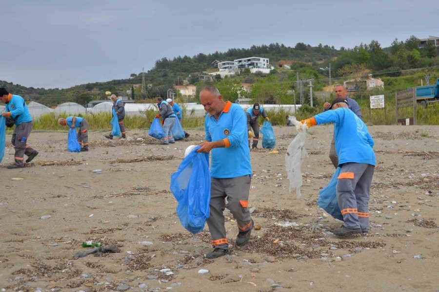 Alanya’da Kum Zambakları İle Caretta Carettaların Yaşam Sahaları Temizlendi
