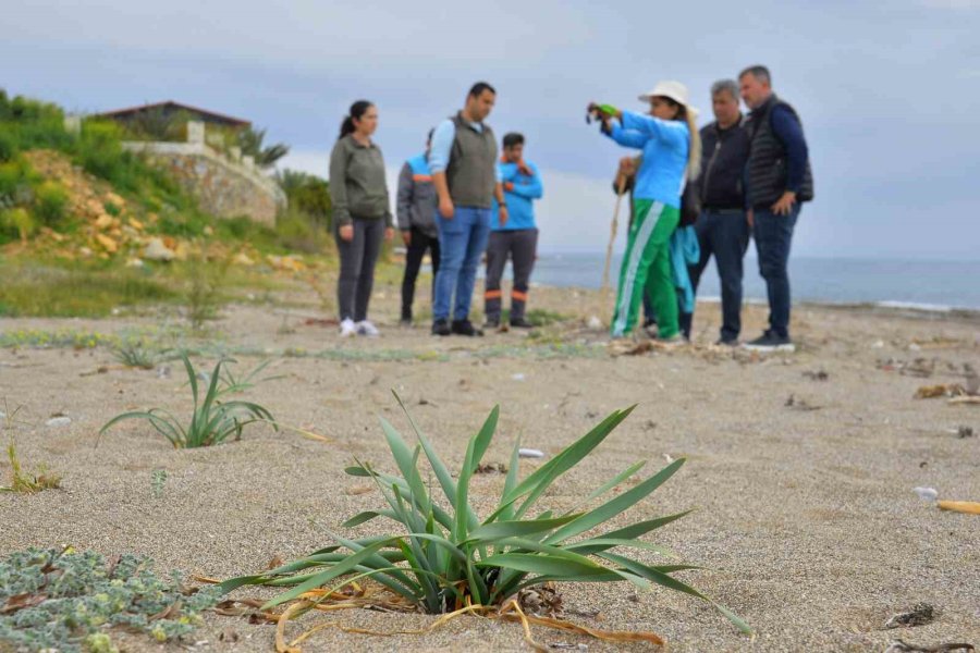 Alanya’da Kum Zambakları İle Caretta Carettaların Yaşam Sahaları Temizlendi