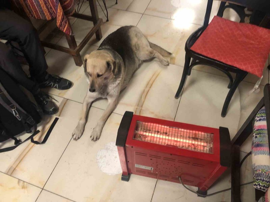 Kar Ve Soğuktan Kaçan Köpek Çay Ocağındaki Isıtıcının Yanına Uzandı