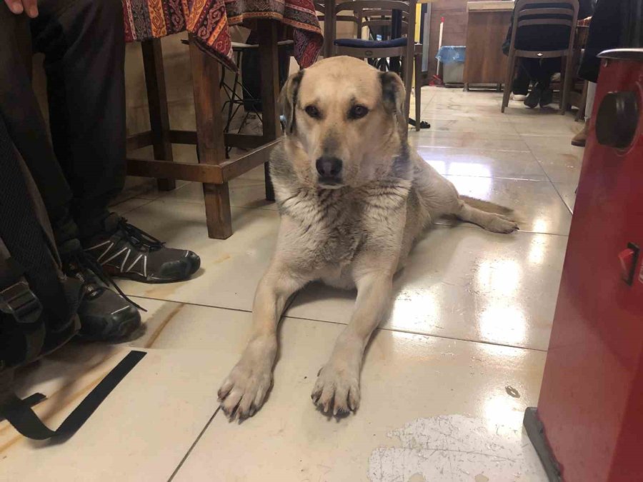 Kar Ve Soğuktan Kaçan Köpek Çay Ocağındaki Isıtıcının Yanına Uzandı